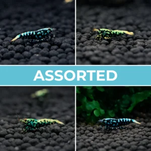 10 Assorted Galaxy BOA