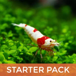 Crystal Shrimp Starter Pack