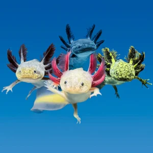 Rescue Axolotls