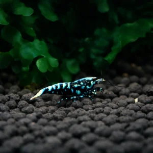 Blue BOA