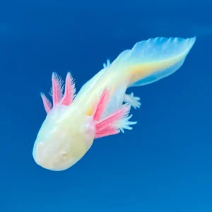 GFP Albino Axolotl