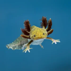 Copper Axolotl