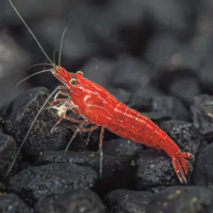 Bloody Mary Shrimp