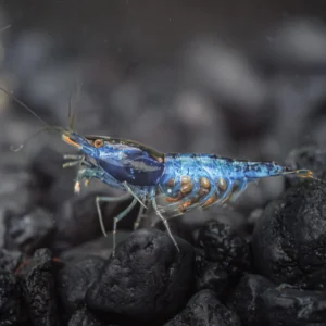 Blue Dream Shrimp