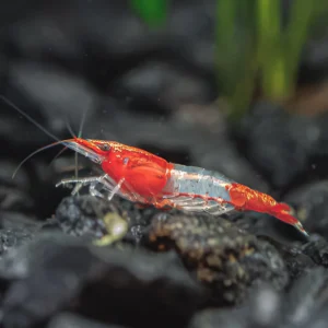 Red Rili Shrimp - Mixed