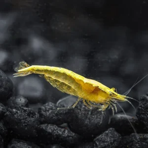 Yellow Golden Back Shrimp