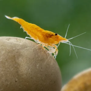 Orange Sunkist shrimp