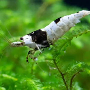 Pure Black Line Shrimp