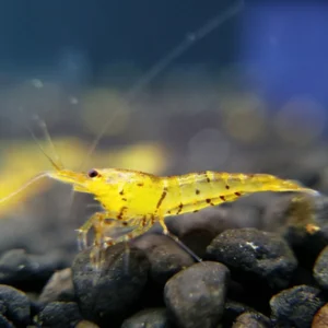 Tangerine Tiger Shrimp
