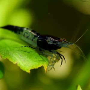 Carbon Rili Shrimp - Mixed