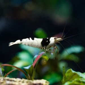 Crystal Black Shrimp