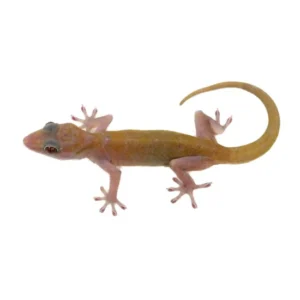 Golden Geckos