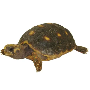 Red Foot Tortoises