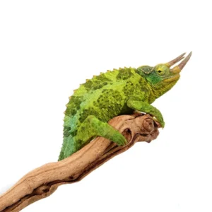 Jackson Chameleons