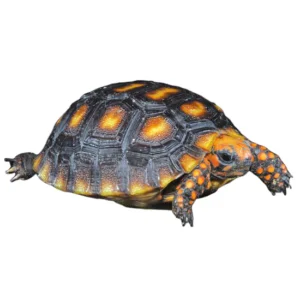 Cherry Head Red Foot Tortoises
