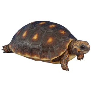 Grenada Island Redfoot Tortoises