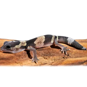 African Fat Tailed Geckos