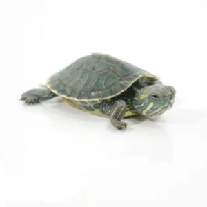 Red Ear Slider Turtles