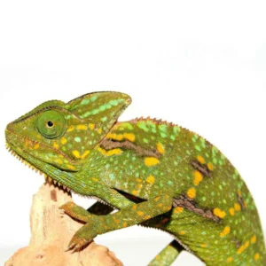 Veiled Chameleons