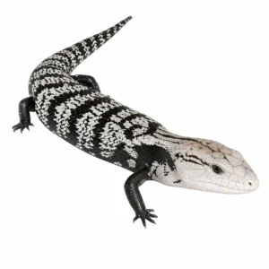 Axanthic Halmahera Blue Tongue Skink