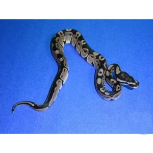 Axanthic Ball Pythons