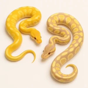 Banana Ball Pythons for Sale – Multiple Morphs Available