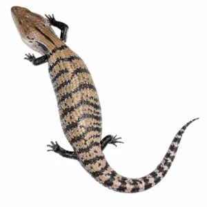 Blue Tongue Skinks