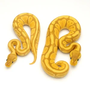 Albino Ball Pythons for Sale – Multiple Morphs Available