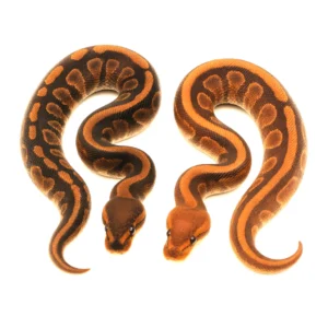 Cinnamon Ball Pythons for Sale – Multiple Morphs Available