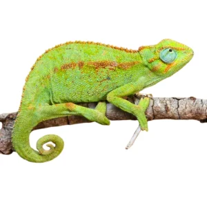 Elliot's Chameleons