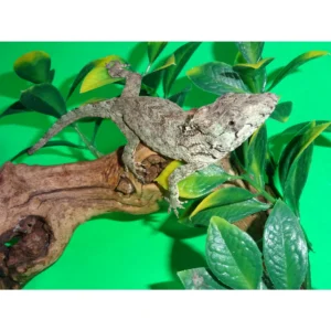False Chameleons
