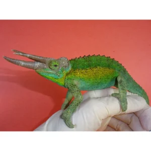 Rainbow Jackson Chameleons