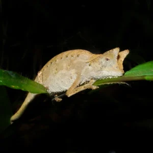 Madagascar Chameleons (NEW ARRIVALS)