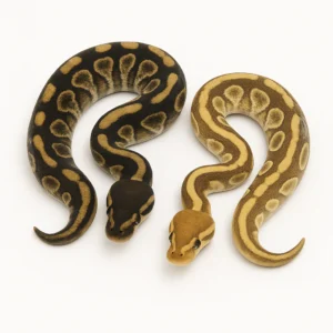 Mojave Ball Pythons for Sale – Multiple Morphs Available