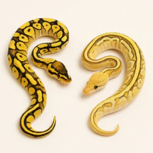 Pastel Ball Pythons for Sale – Multiple Morphs Available