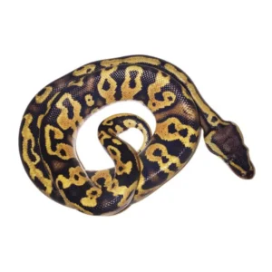 Pastel Yellowbelly Ball Pythons