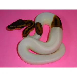 Pied Ball Pythons High White