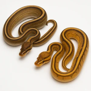 Pinstripe Ball Pythons for Sale – Multiple Morphs Available