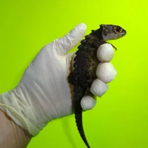 Red Eyed & Normal Eyed Armored Croc Skinks