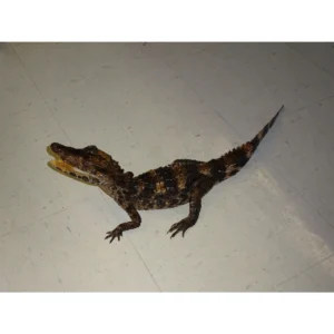 Smooth Front Dwarf Caimans