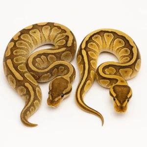 Yellowbelly Ball Pythons for Sale – Multiple Morphs Available