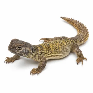 Egyptian Uromastyx