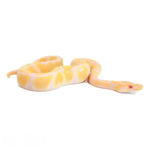 Candino Ball Pythons