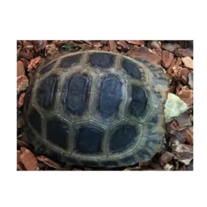 Elongated X Travanacore Tortoises