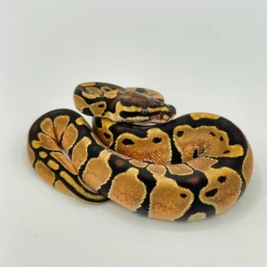 Enchi Ball Pythons