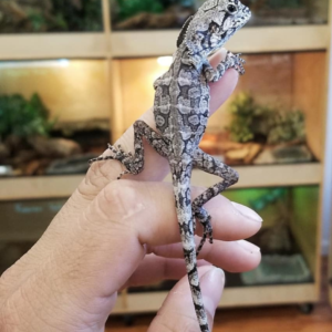 Frilled Dragon for sale