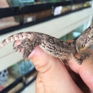 Frilled Dragon for sale